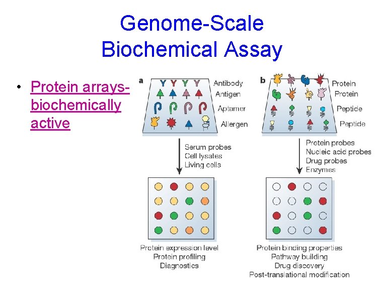 Genome-Scale Biochemical Assay • Protein arraysbiochemically active 