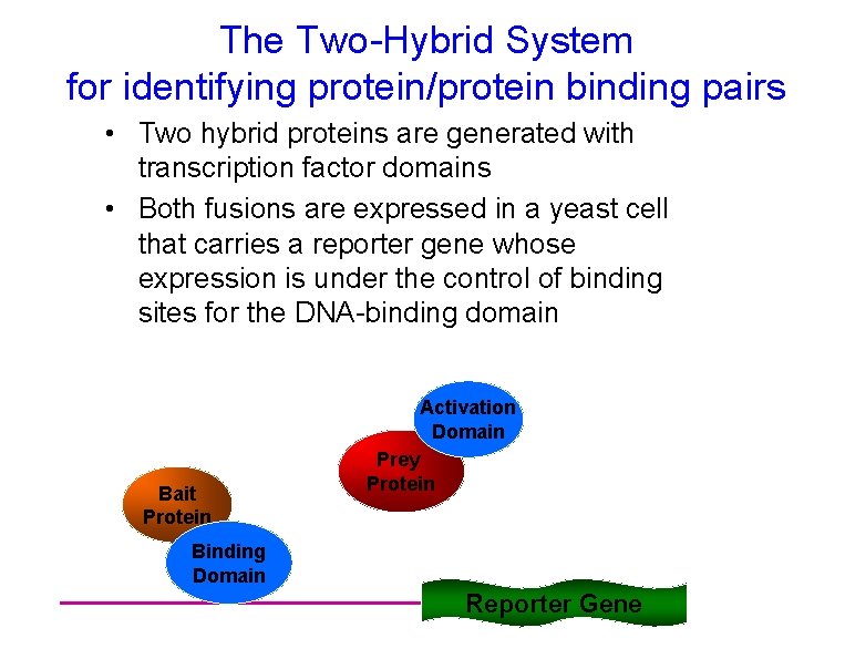 The Two-Hybrid System for identifying protein/protein binding pairs • Two hybrid proteins are generated