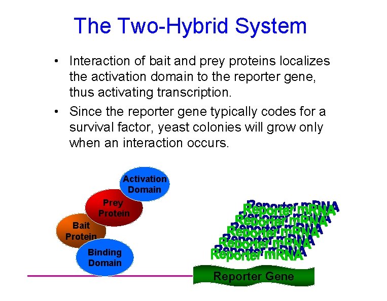 The Two-Hybrid System • Interaction of bait and prey proteins localizes the activation domain