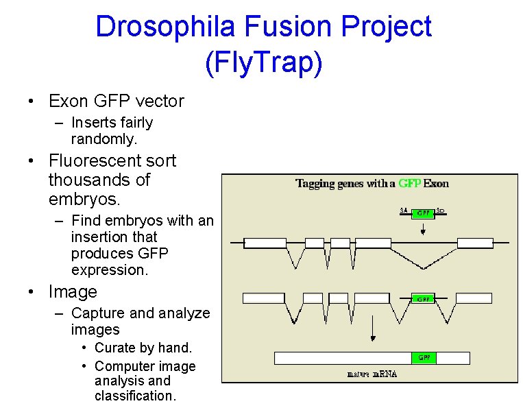 Drosophila Fusion Project (Fly. Trap) • Exon GFP vector – Inserts fairly randomly. •