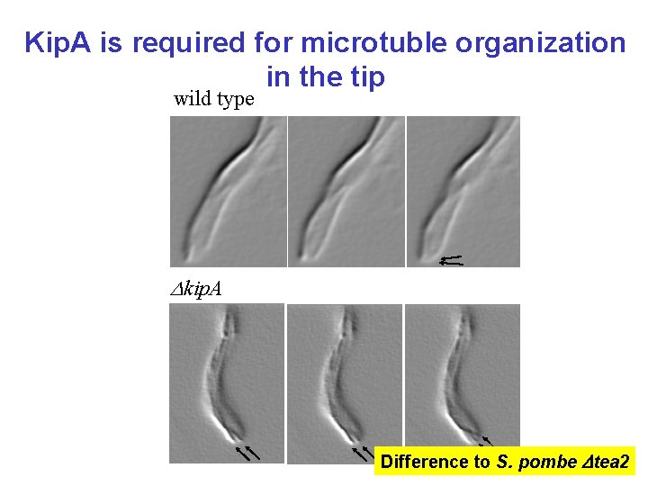 Kip. A is required for microtuble organization in the tip wild type Dkip. A