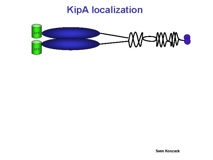 Kip. A localization GFP Sven Konzack 