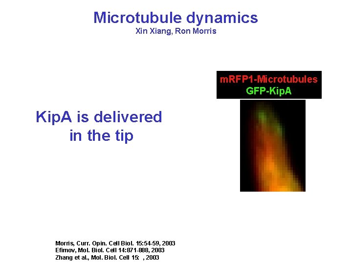 Microtubule dynamics Xin Xiang, Ron Morris m. RFP 1 -Microtubules GFP-Kip. A is delivered