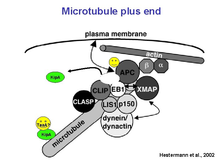 Microtubule plus end Kip. A Tea. A? Kip. A Hestermann et al. , 2002