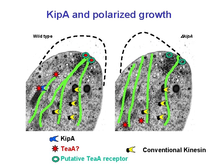 Kip. A and polarized growth Dkip. A Wild type Kip. A Tea. A? Putative