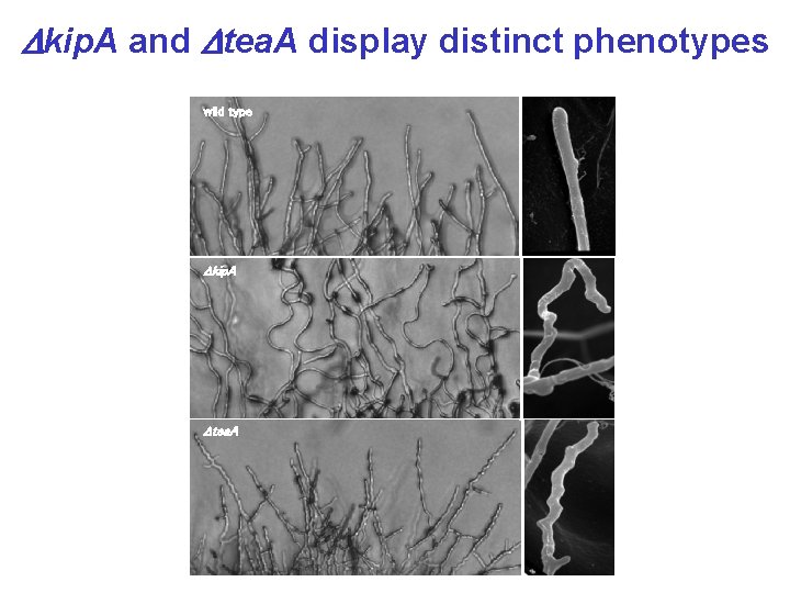 Dkip. A and Dtea. A display distinct phenotypes wild type Dkip. A Dtea. A