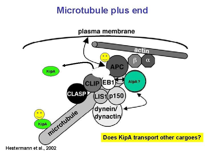 Microtubule plus end Kip. A Alp. A? Kip. A Does Kip. A transport other