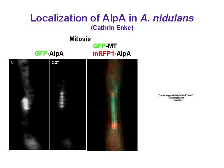 Localization of Alp. A in A. nidulans (Cathrin Enke) Mitosis GFP-Alp. A 0 2:
