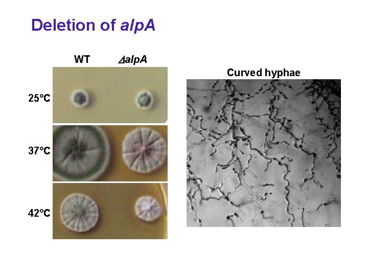 Deletion of alp. A WT Dalp. A Curved hyphae 25°C 37°C 42°C 