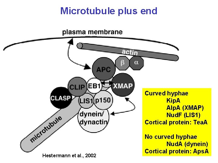 Microtubule plus end Curved hyphae Kip. A Alp. A (XMAP) Nud. F (LIS 1)