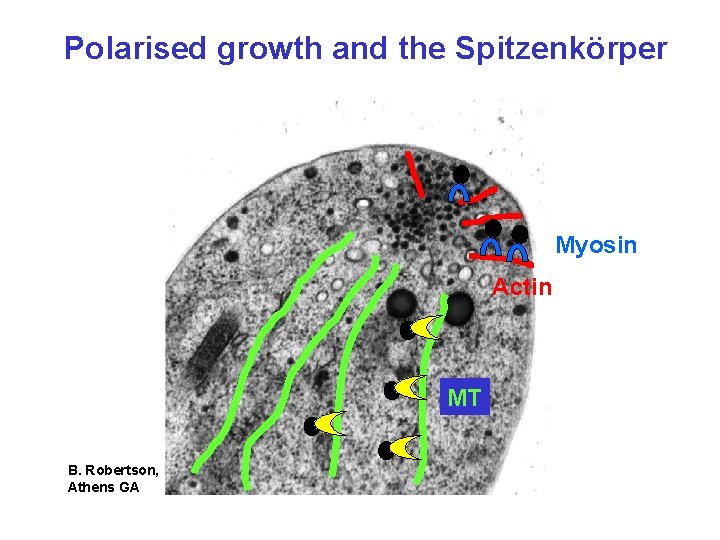 Polarised growth and the Spitzenkörper Myosin Actin MT B. Robertson, Athens GA 