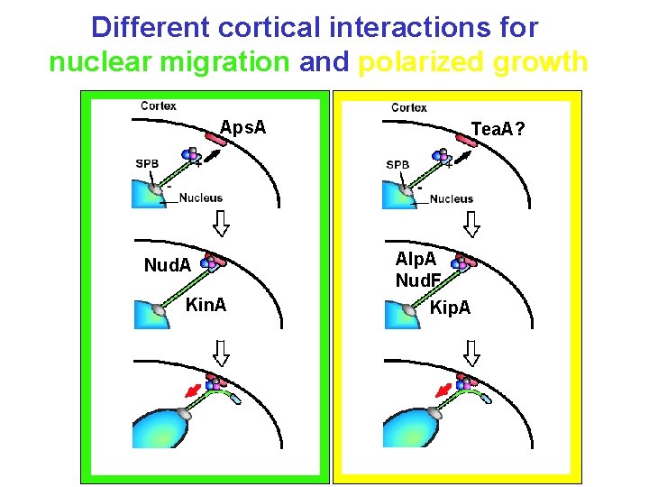 Different cortical interactions for nuclear migration and polarized growth Aps. A Nud. A Kin.