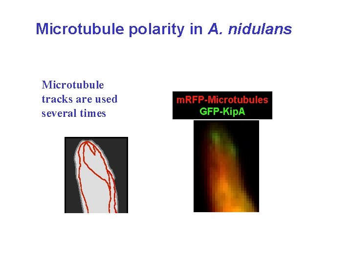 Microtubule polarity in A. nidulans Microtubule tracks are used several times m. RFP-Microtubules GFP-Kip.