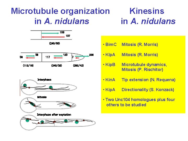Microtubule organization in A. nidulans Kinesins in A. nidulans 103 137 (240/50) 56 56