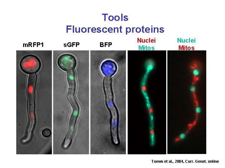 Tools Fluorescent proteins m. RFP 1 s. GFP BFP Nuclei Mitos Toews et al.