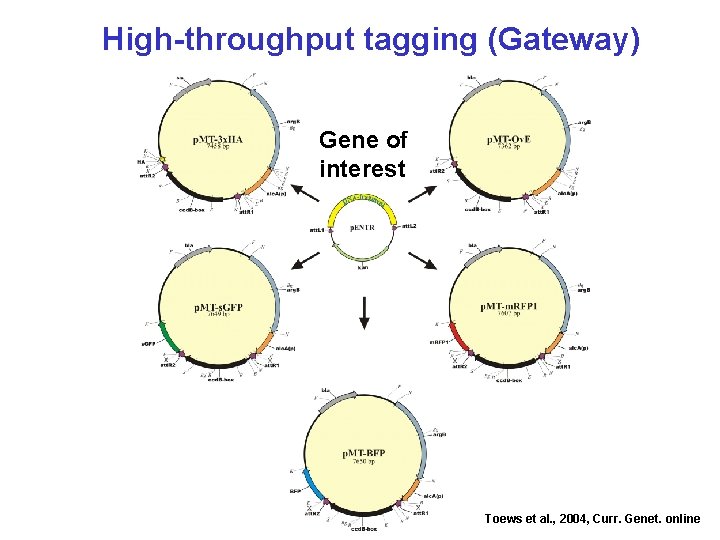 High-throughput tagging (Gateway) Gene of interest Toews et al. , 2004, Curr. Genet. online