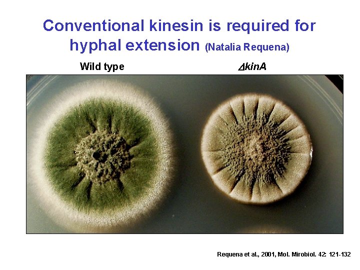 Conventional kinesin is required for hyphal extension (Natalia Requena) Wild type Dkin. A Requena