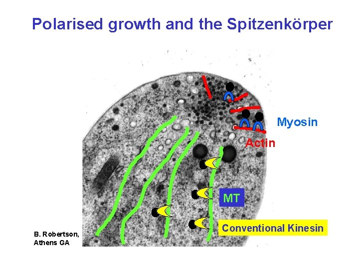 Polarised growth and the Spitzenkörper Myosin Actin MT B. Robertson, Athens GA Conventional Kinesin