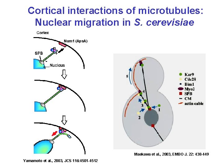 Cortical interactions of microtubules: Nuclear migration in S. cerevisiae Num 1 (Aps. A) Maekawa