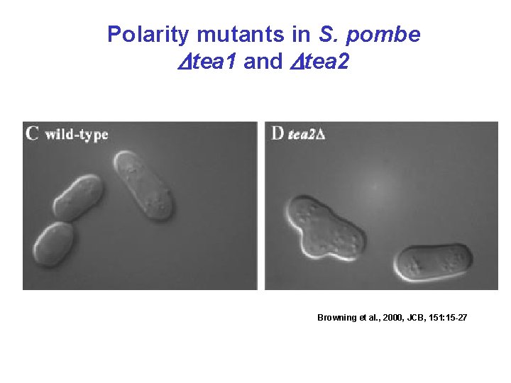 Polarity mutants in S. pombe Dtea 1 and Dtea 2 Browning et al. ,