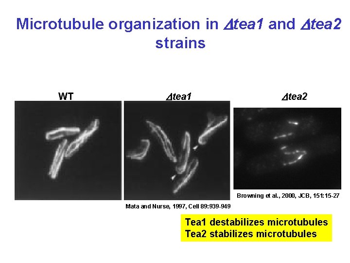 Microtubule organization in Dtea 1 and Dtea 2 strains WT Dtea 1 Dtea 2