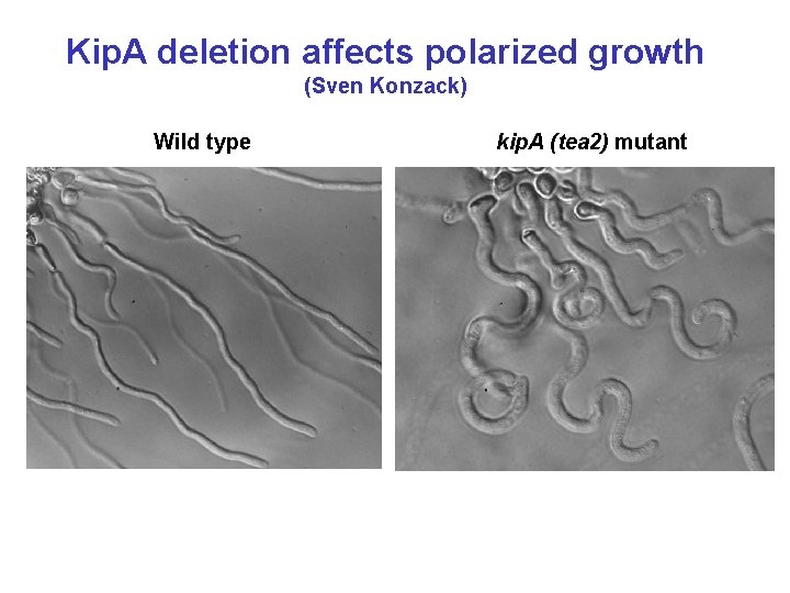 Kip. A deletion affects polarized growth (Sven Konzack) Wild type kip. A (tea 2)