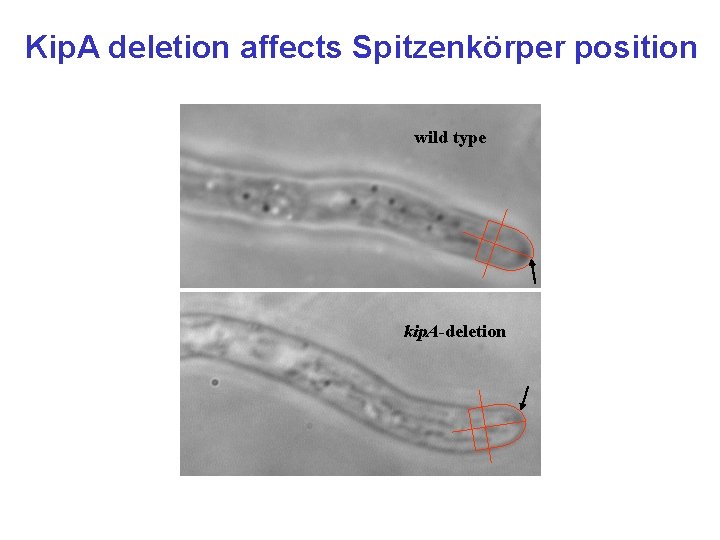 Kip. A deletion affects Spitzenkörper position wild type kip. A-deletion 