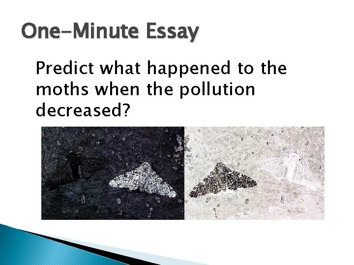 One-Minute Essay Predict what happened to the moths when the pollution decreased? 