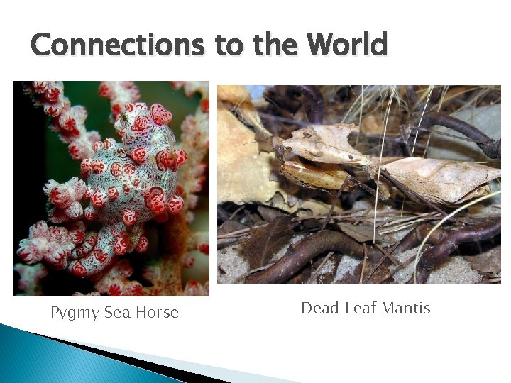 Connections to the World Pygmy Sea Horse Dead Leaf Mantis 