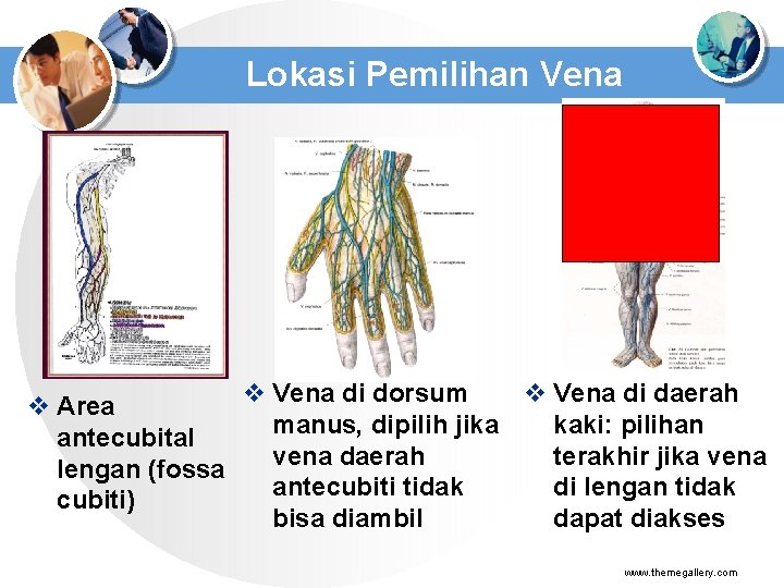 Lokasi Pemilihan Vena v Vena di dorsum v Vena di daerah v Area manus,