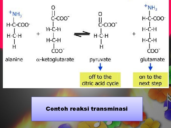 Contoh reaksi transminasi 