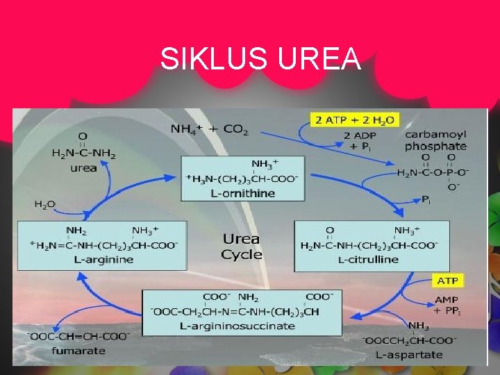 SIKLUS UREA 