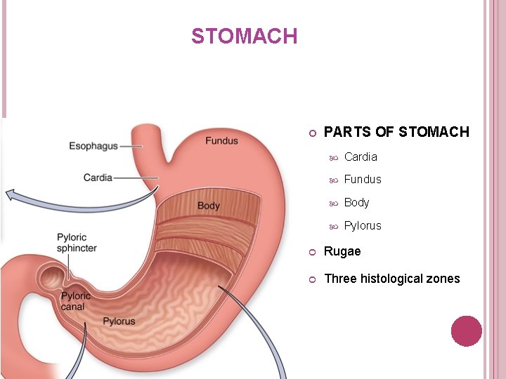 STOMACH PARTS OF STOMACH Cardia Fundus Body Pylorus Rugae Three histological zones STOMACH PARTS OF STOMACH Cardia Fundus Body Pylorus Rugae Three histological zones