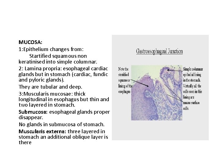 MUCOSA: 1: Epithelium changes from: Startified squamous non keratinised into simple columnar. 2: Lamina MUCOSA: 1: Epithelium changes from: Startified squamous non keratinised into simple columnar. 2: Lamina