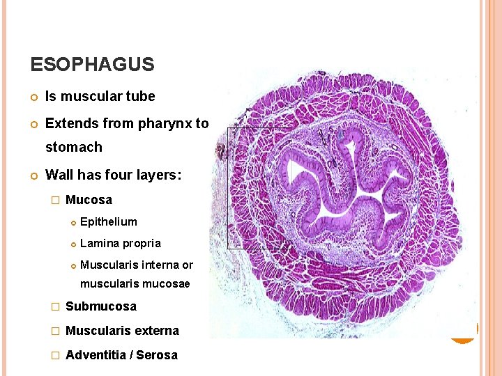 ESOPHAGUS Is muscular tube Extends from pharynx to stomach Wall has four layers: � ESOPHAGUS Is muscular tube Extends from pharynx to stomach Wall has four layers: �
