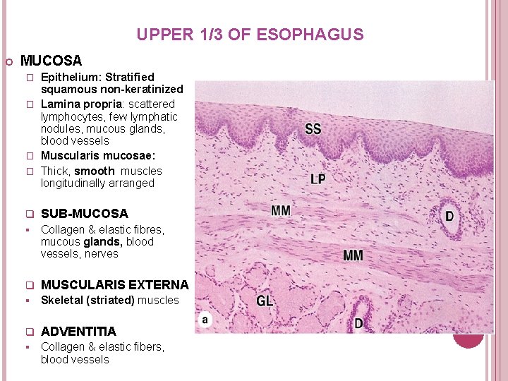 UPPER 1/3 OF ESOPHAGUS MUCOSA Epithelium: Stratified squamous non-keratinized � Lamina propria: scattered lymphocytes, UPPER 1/3 OF ESOPHAGUS MUCOSA Epithelium: Stratified squamous non-keratinized � Lamina propria: scattered lymphocytes,