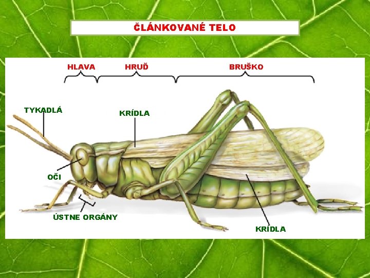 ČLÁNKOVANÉ TELO HLAVA TYKADLÁ HRUĎ BRUŠKO KRÍDLA OČI ÚSTNE ORGÁNY KRÍDLA 