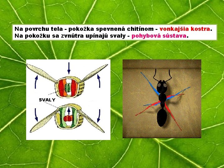 Na povrchu tela - pokožka spevnená chitínom - vonkajšia kostra. Na pokožku sa zvnútra