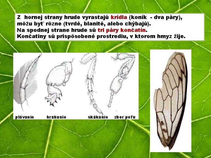 Z hornej strany hrude vyrastajú krídla (koník - dva páry), môžu byť rôzne (tvrdé,