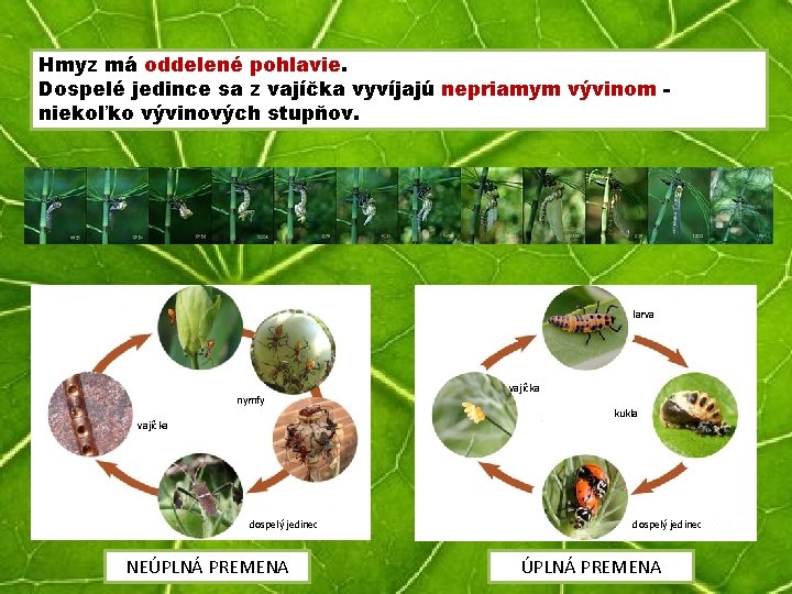 Hmyz má oddelené pohlavie. Dospelé jedince sa z vajíčka vyvíjajú nepriamym vývinom niekoľko vývinových