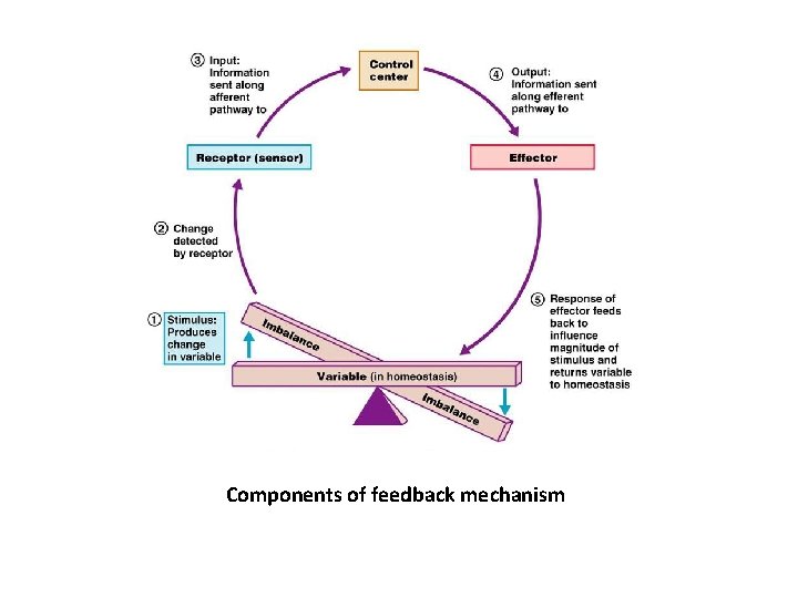 Components of feedback mechanism 