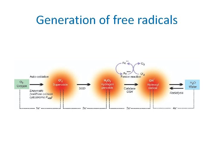 Generation of free radicals 