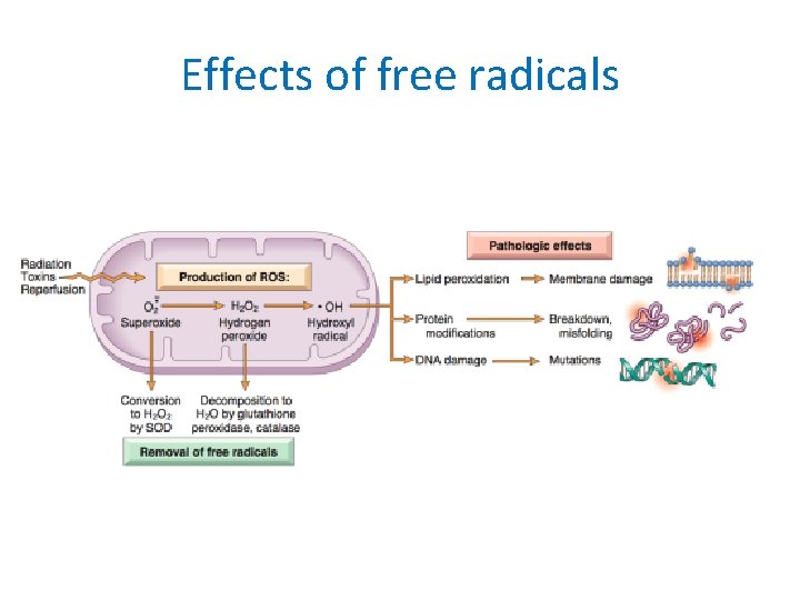 Effects of free radicals 