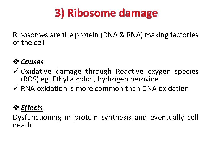 3) Ribosome damage Ribosomes are the protein (DNA & RNA) making factories of the