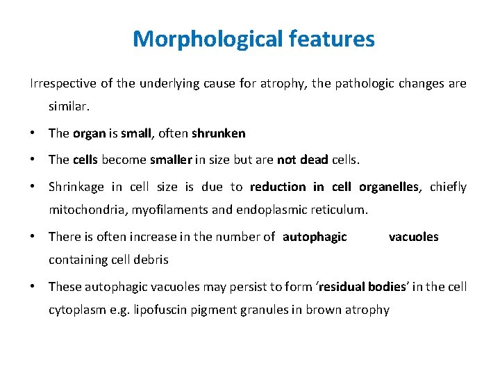 Morphological features Irrespective of the underlying cause for atrophy, the pathologic changes are similar.