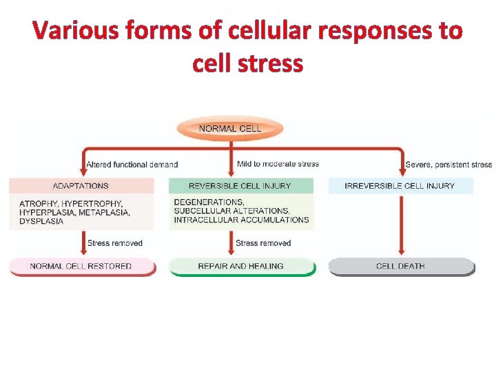 Various forms of cellular responses to cell stress 