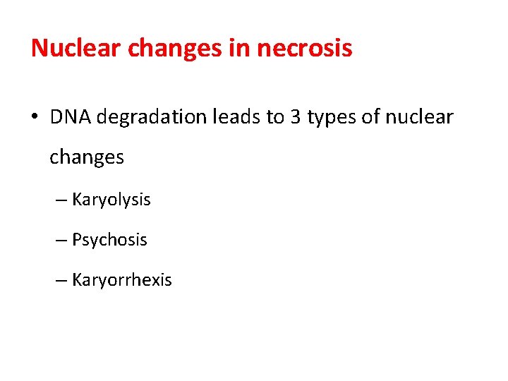 Nuclear changes in necrosis • DNA degradation leads to 3 types of nuclear changes