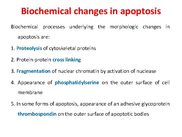 Biochemical changes in apoptosis Biochemical processes underlying the morphologic changes in apoptosis are: 1.