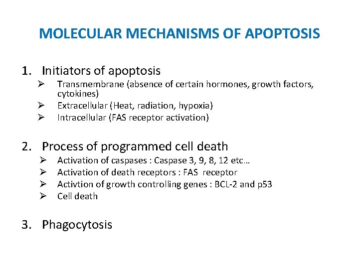 MOLECULAR MECHANISMS OF APOPTOSIS 1. Initiators of apoptosis Ø Ø Ø Transmembrane (absence of