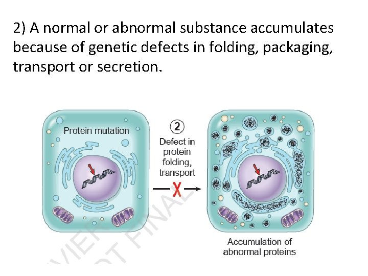 2) A normal or abnormal substance accumulates because of genetic defects in folding, packaging,